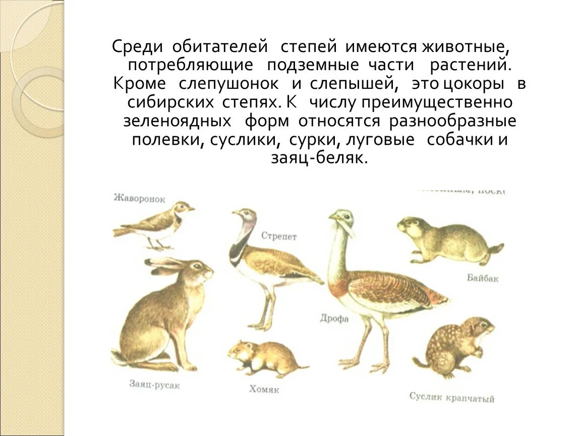 Условия обитания животных в степи. Жители степи животные. жизненные формы степей. обитатели степей россии. жизненные формы животных обитателей степей.
