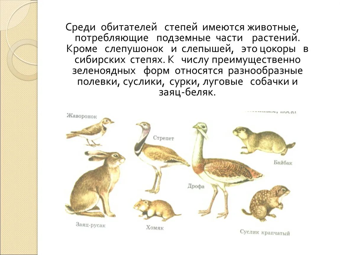 Обитатели нижнего яруса степи. Жители степи животные. Жизненные формы степей. Обитатели степей России. Жизненные формы животных обитателей степей.