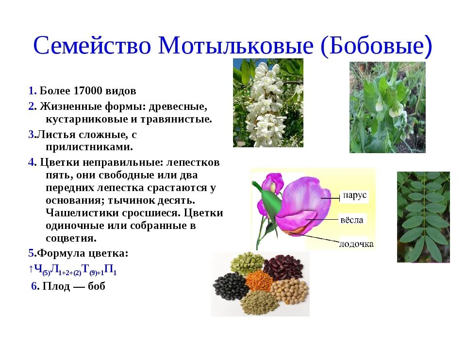 Виды мотыльковых растений