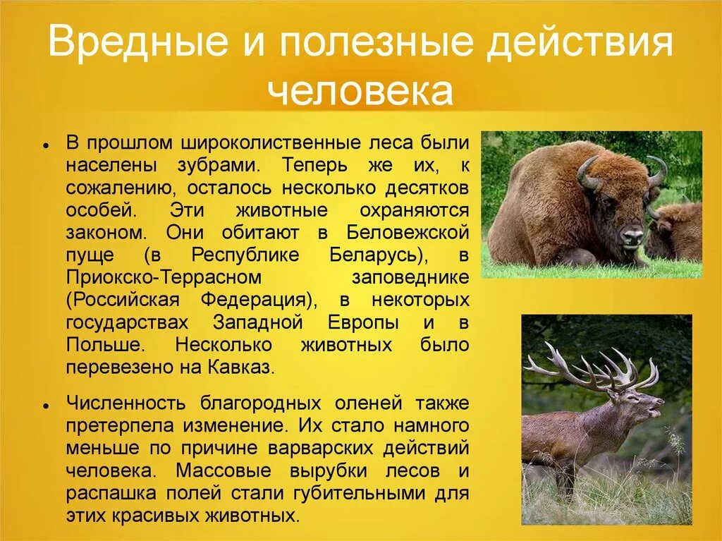 Мир смешанных. Животные смешанных широколиственных лесо. природная зона широколиственные леса животные. смешанный и широколиственный лес животные.