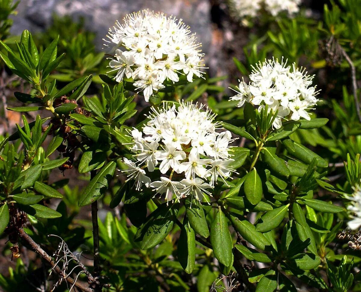 Болотистый кустарник. Багульник болотный. Багульник болотный (Ledum palustre). Багульник Ледум. Багульник Тундровый.