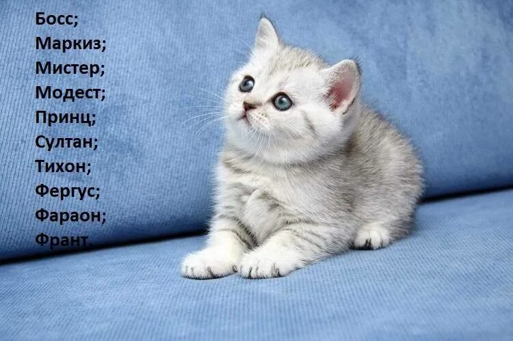 Кличка полосатому. Имена для котят. Имена для котят мальчиков. Имена для маленьких котиков. Красивые имена для котят мальчиков.