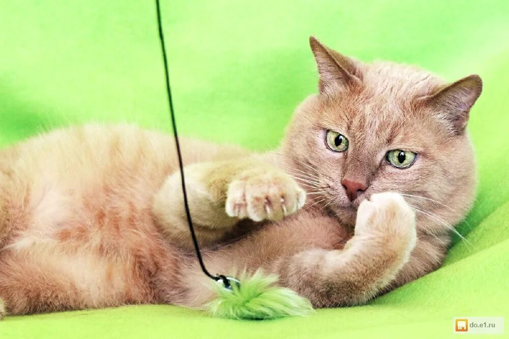 Восемь котов. Котик 10. Котенок мурзик. Кот 10. Котик 10.