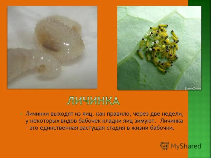 Фазы развития плоских червей. Личинка это определение. Личинка в окружающем мире. Стадии развития личинки. Развитие с превращением.