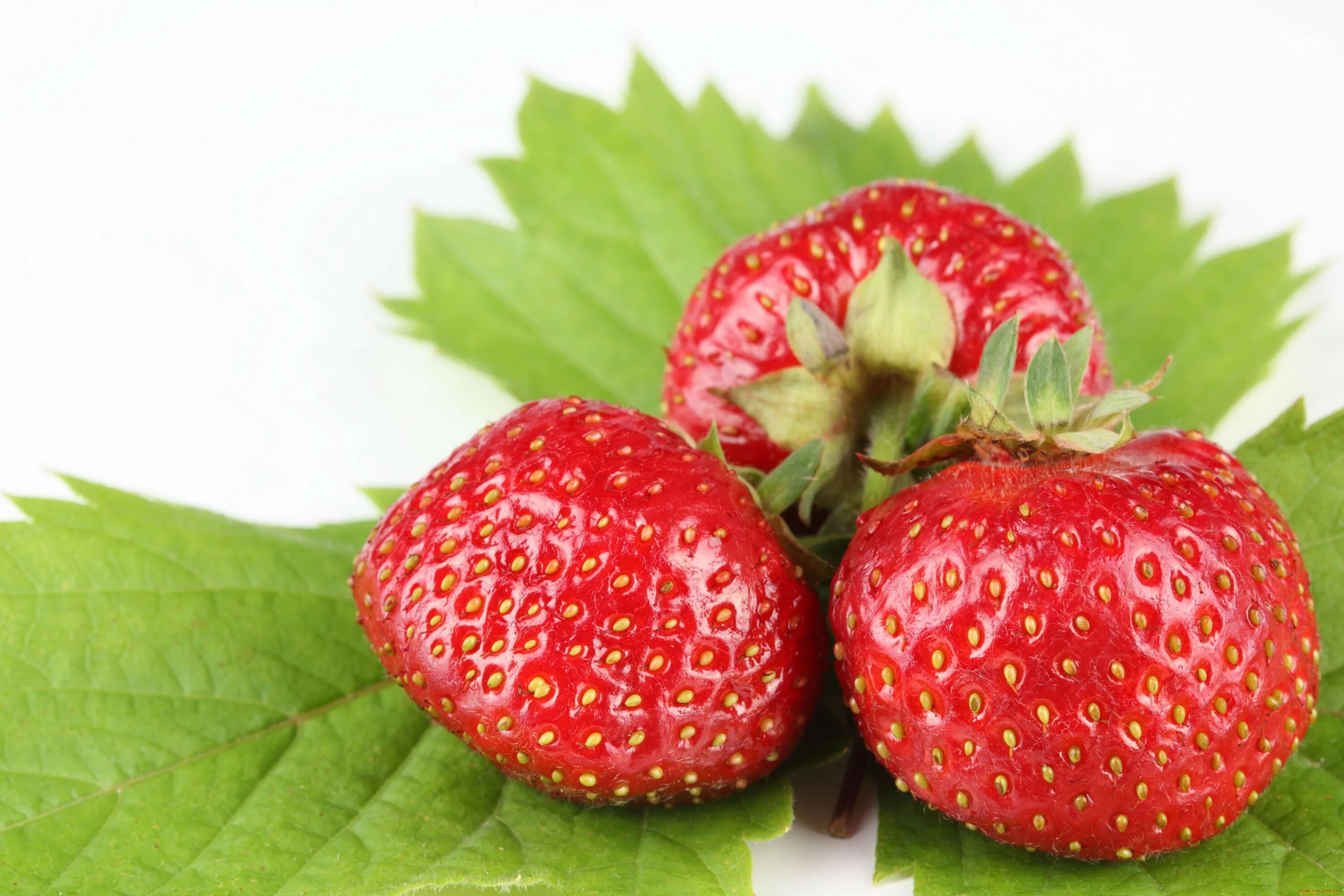 Клубника одна. Клубника отборная. Красная клубника. Земляника элеганс. Красивая клубника.