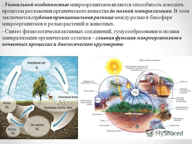 Функции бактерий в биосфере. Деструктивная функция живого вещества. Функции бактерий в биосфере. Деструктивная функция живого вещества. Функции бактерий в биосфере.