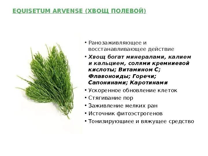 трава хвоща полевого лечебные. хвощ полевой лекарственное растение. хвощ полевой сапонины. паспорт растения хвощ полевой. полезные свойства хвоща полевого.