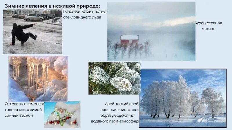 Гроза зимой приметы к чему. Зимние явления в живой природе. Зимние явления природы в живой природе. Зимние сезонные явления в природе. Зимние явления в неживой природе зимой.