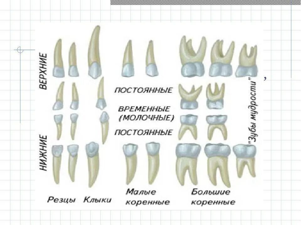 Как отличить молочные