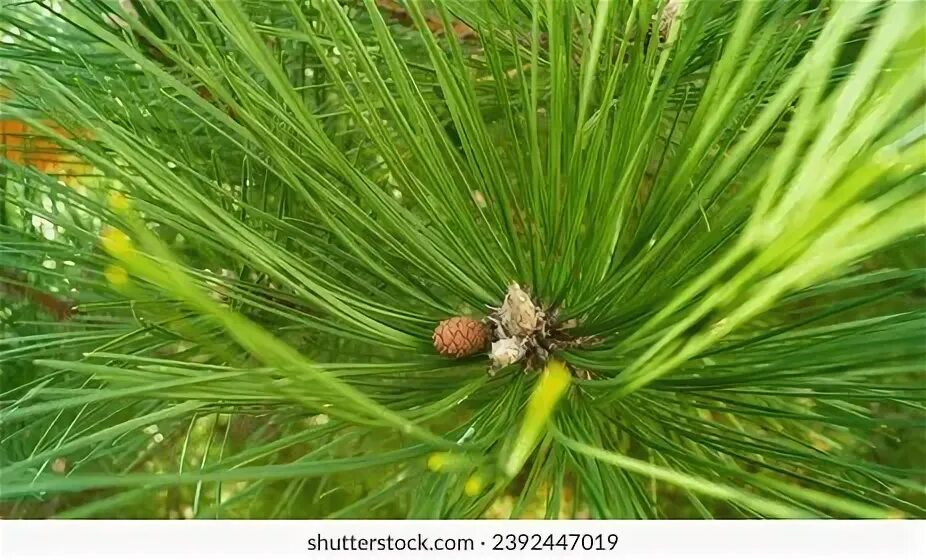 Pine up. Pine up