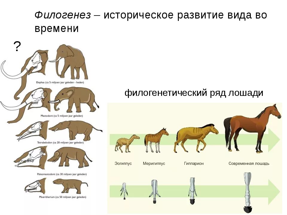 Филогенез примеры. Филогенетичечкийряд лошади. Эволюция филогенетический ряд лошади. Филогенетический ряд лошади это палеонтологические. Филогенетические ряды примеры доказательства эволюции.