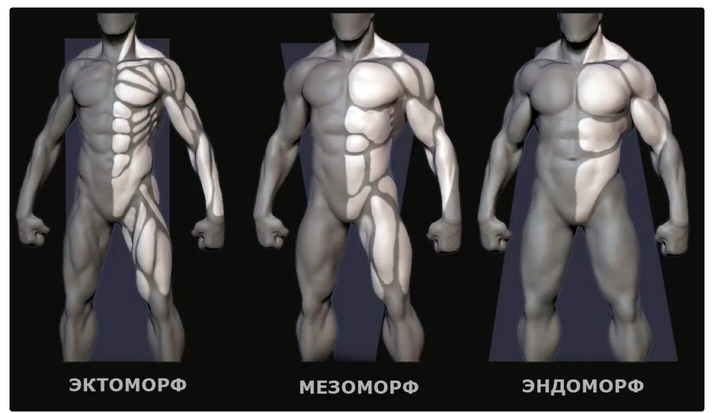 Кто такой эктоморф и мезоморф. Эктоморф мезоморф и эндоморф. Тип телосложения эктоморф эндоморф. Типы людей эктоморф мезоморф эндоморф. Типы тела эктоморф мезоморф.