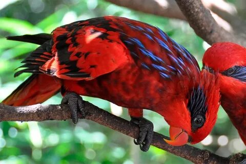 Ada aves