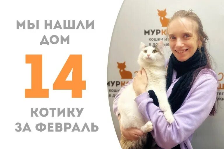 Приезд кота