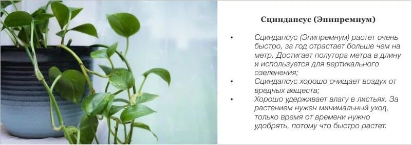 Растения австралии эвкалипт. Растет очень быстро. Физические особенности взрослого. Небольшая характеристика ассоль. Описание ассоль.