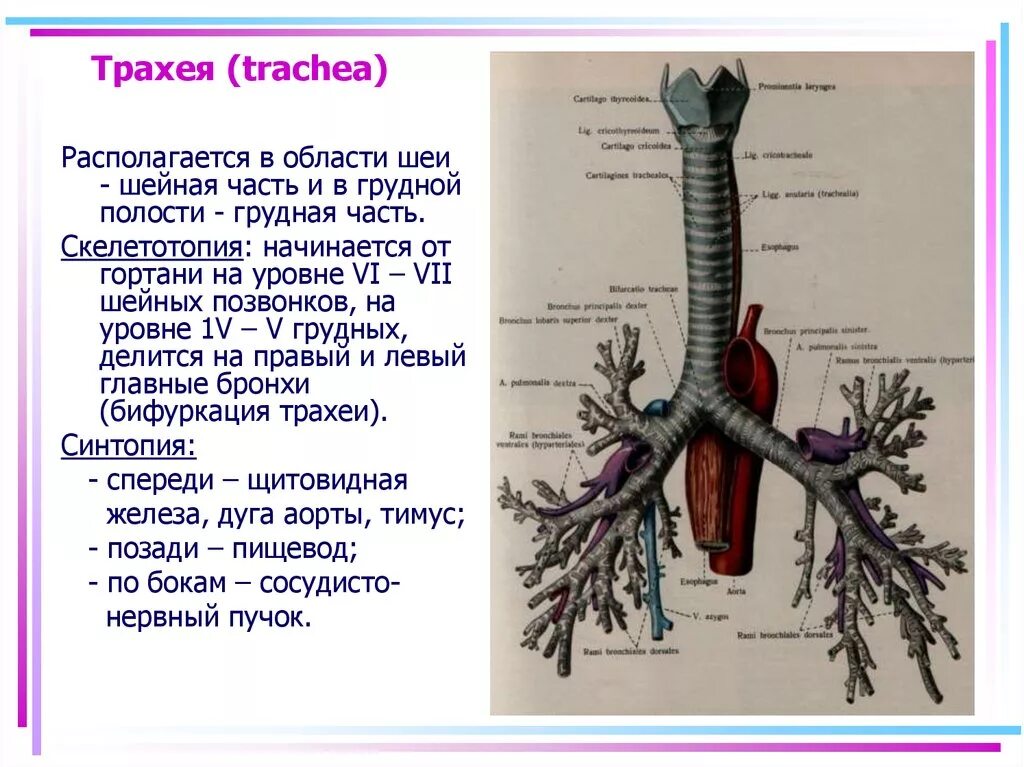 Бронхи на латыни. Киль трахеи анатомия. Трахея и бронхи функции. Топография трахеи.