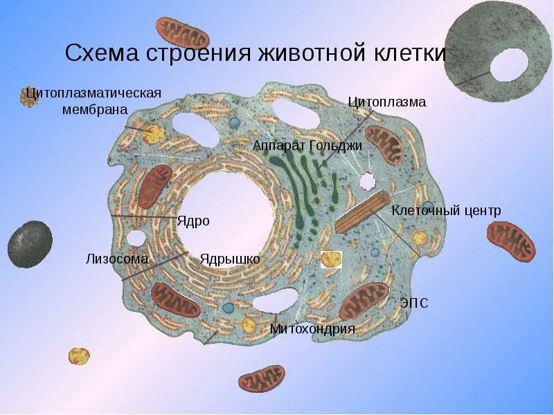 Строение клетки клеточные центры. Клетка животного Гольджи. Строение клетки. Строение животной клетки. Животная клетка.