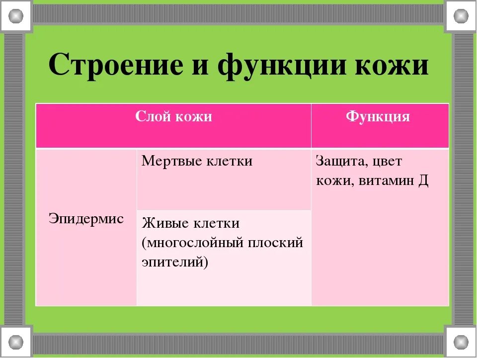 Таблица кожи человека. Строение кожи таблица слои кожи строение и функции. Строение и функции кожи таблица. Слои кожи строение и функции таблица. Таблица кожа структура и функции.