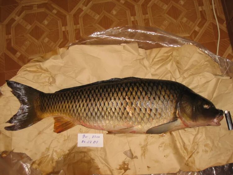 Карп зеркальный. 5 кг. Карп в магазине. Маточный карп. Карп стоит.