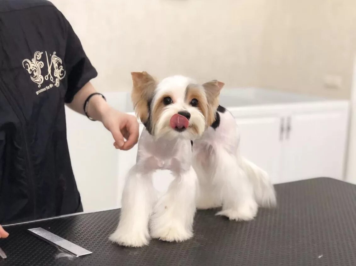 стрижка бивера мальчика. бивер-йоркширский стриженный.