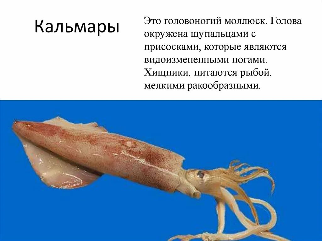 Кальмар группа животных. Головоногие моллюски. кальмары. кальмар моллюск. головоногие кальмары.