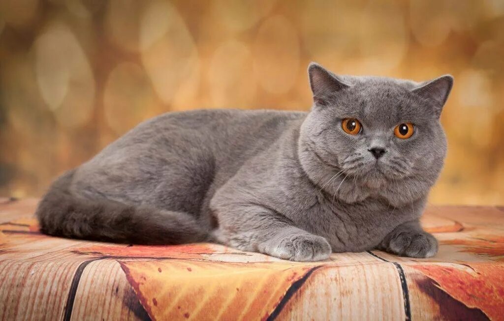 Фотографии кошки британской породы. Британец кошка. Британская короткошёрстная кошка породы кошек. Порода Британская короткошерстная. Британский короткошерстный кот.