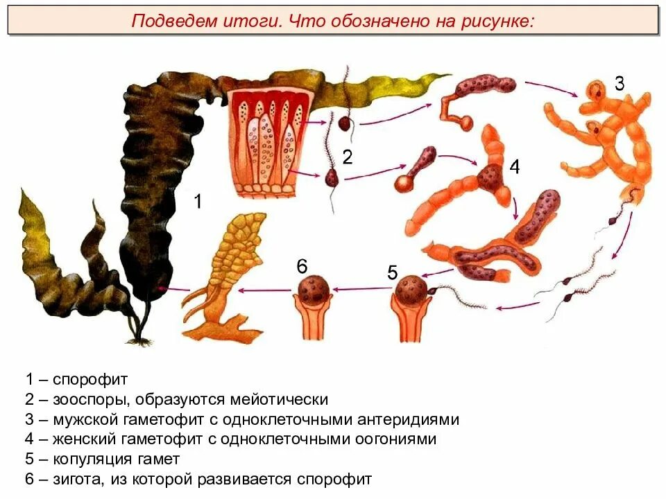 Схема жизненного цикла бурой водоросли. Способы размножения бурых водорослей. Размножение бурых водорослей. Размножение бурых водорослей. Размножение бурых водорослей схема.