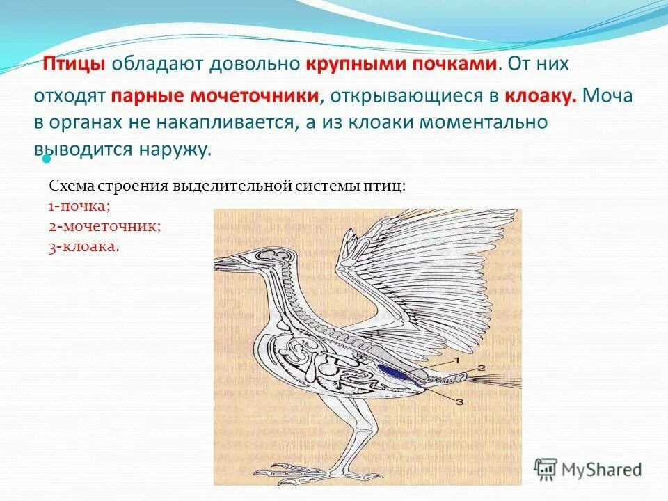 Выделительная птиц. Выделительная система птиц и пресмыкающихся. Класс птицы выделительная система. Выделительная система птиц 7 класс.