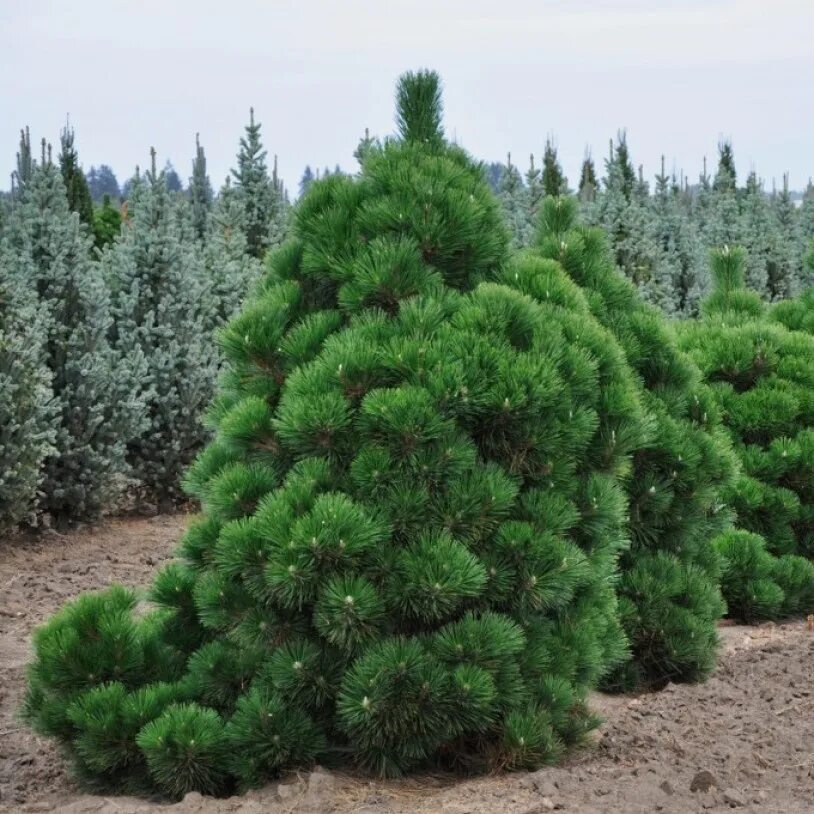 Хвойные высота. Сосна Тунберга. Сосна сосна Тунберга Thunderhead. Сосна Тунберга Pinus thunbergii. Pinus thunbergii 'Thunderhead'.