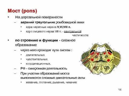 Черепные ядра моста