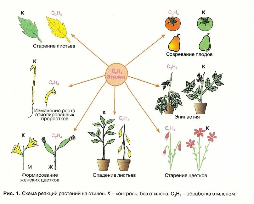 Этилен фитогормон растений. Этилен фитогормон функции. Этилен растительный гормон. Влияние этилена на растения. Этилен созревание