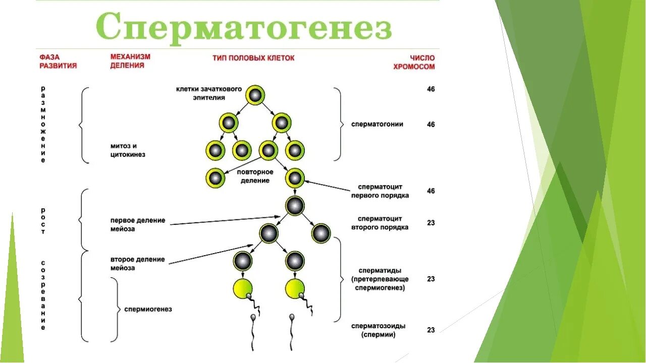 2 Процесса: овогенез и сперматогенез. Фазы сперматогенеза схема. Стадия формирования сперматогенеза. Схема процесса овогенеза.