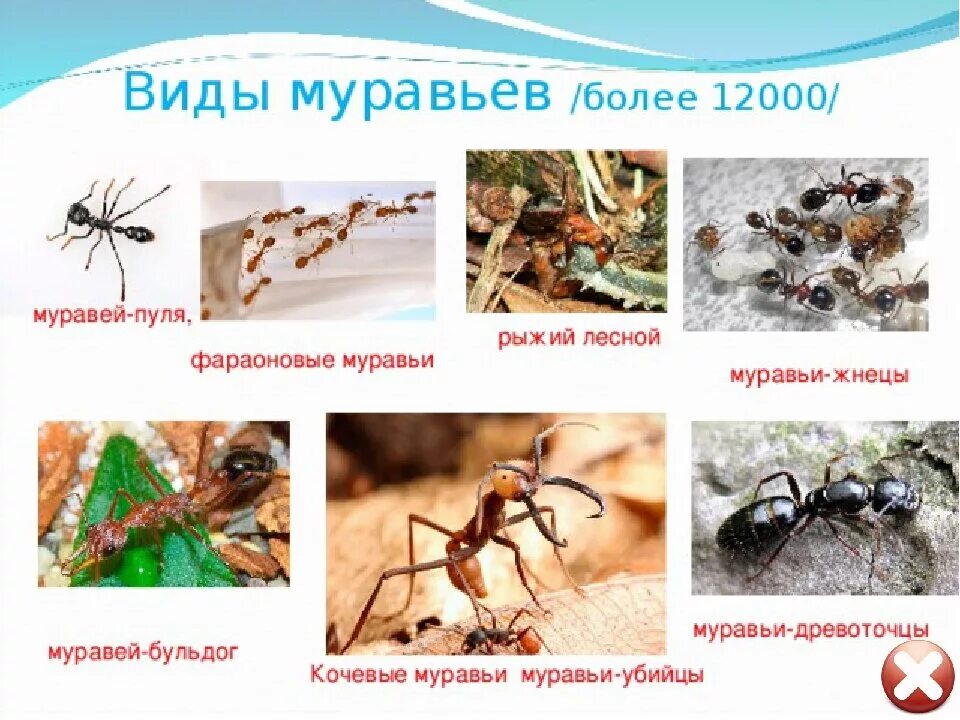 Передача насекомых