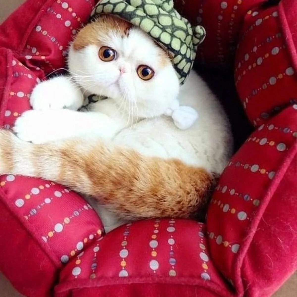Кошка милашка. Котята милашки. Милые кошки. Кошки маленькие милые. Поставь миленький.