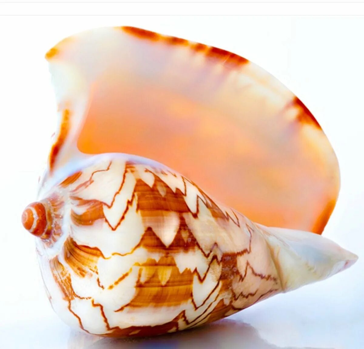 Морские моллюски в ракушках. Морская Ракушка Рапан. Ракушка морская Шелл. Красивые морские раковины.