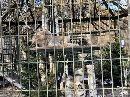 Зоологическая калининград