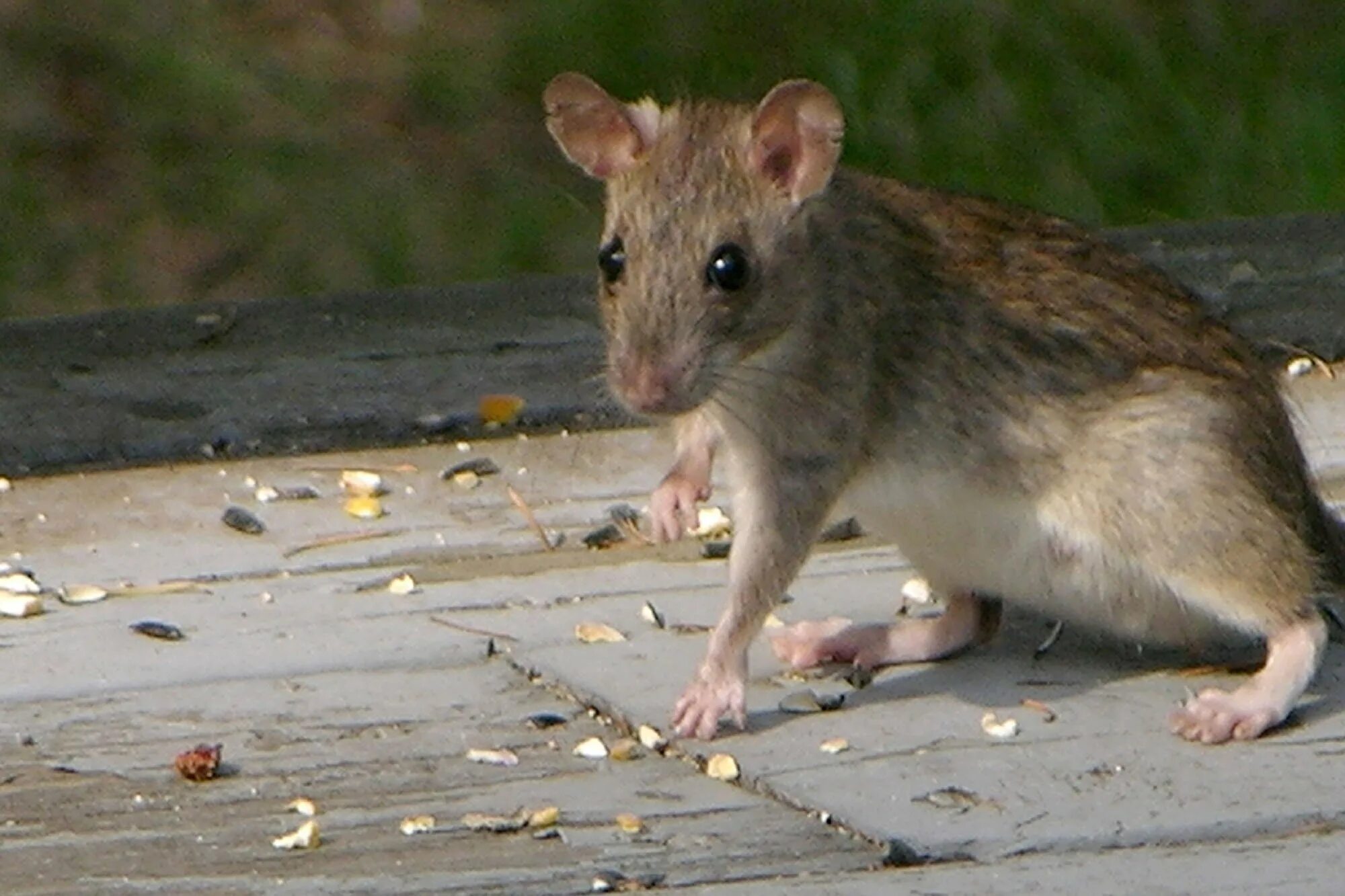 Животные похожие на мышь. Туркестанская крыса. Туркестанская крыса (Rattus pyctoris). Крыса Пасюк дикий. Туркестанская рыжая крыса.