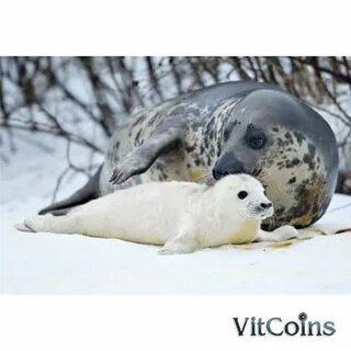 Новизна изменчивый тюленевый