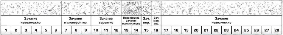 Сколько длится течка у собак. Этапы течки у собак таблица. график течки у собаки. период овуляции у собак. определение дня овуляции у собак.