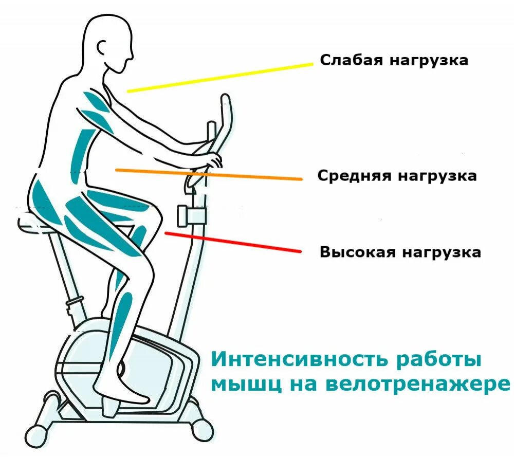 Велосипед какие мышцы работают у женщин. Тренажер велосипед группы мышц. Велотренажер группы мышц. Велотренажер с рычагами для рук. Работа мышц на велотренажере.