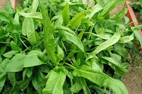 Useful plants