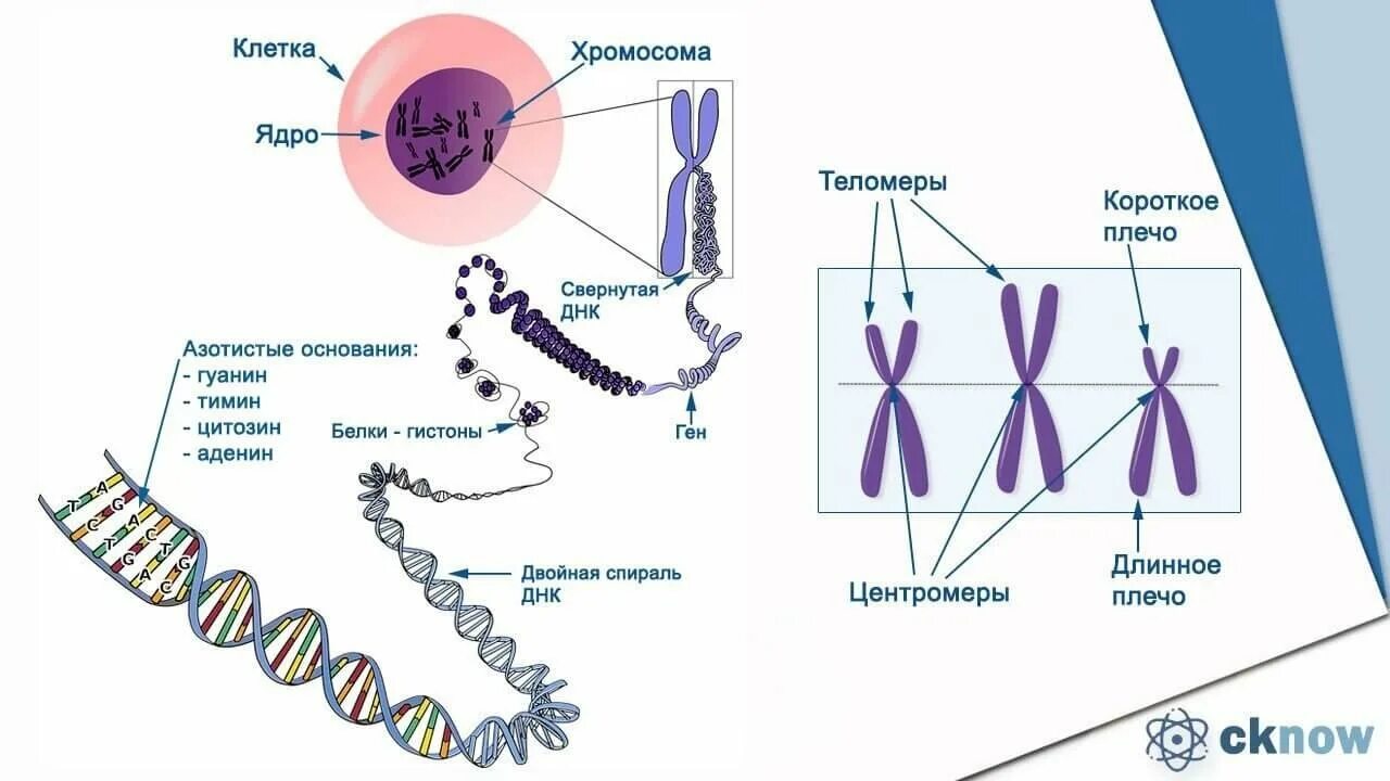 Из каких структур состоит ген. Строение хромосомы эукариотической клетки. клеточная структура хромосом. схема строения хромосомы. структура клетки хромосомы.