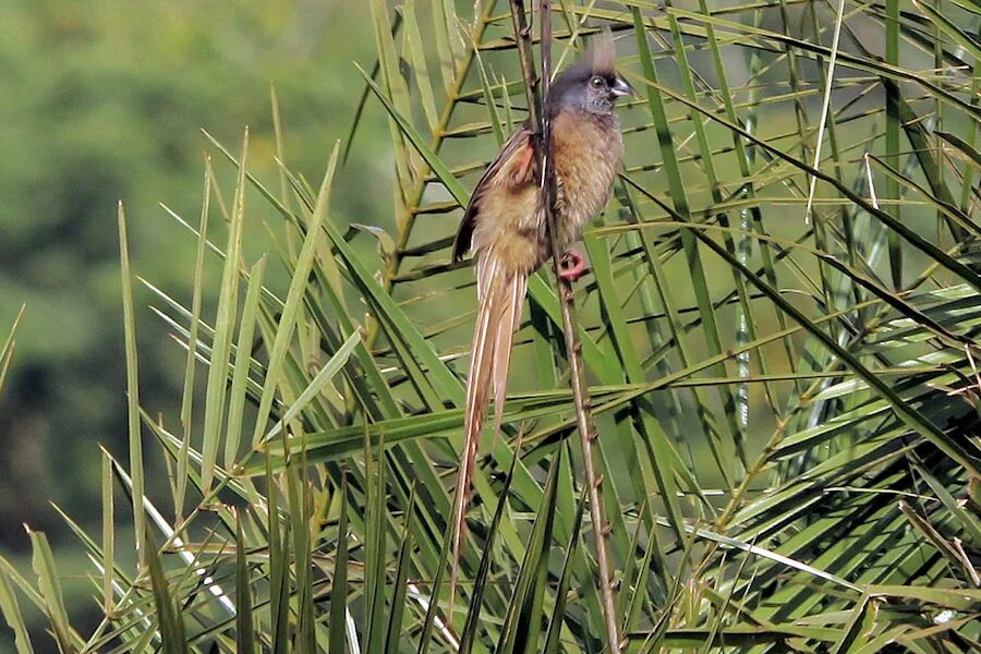 Длиннохвостая птица-мышь. Белоспинная птица-мышь. Летучая мышь сюрреализм. Сюрреализм мышь. Мыши птицы сюрреализм.