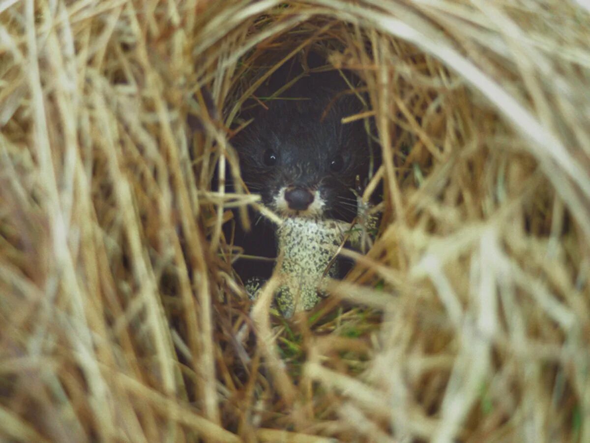 Отгадка я жилище для зверька для сверчка и паучка есть еще игры. Домашние животные и их жилища и профессии картинки для детей. Загадки с отгадками омонимами. Я жилище для зверька для сверчка. Ильменский заповедник норка.