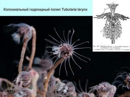 Формы полипов