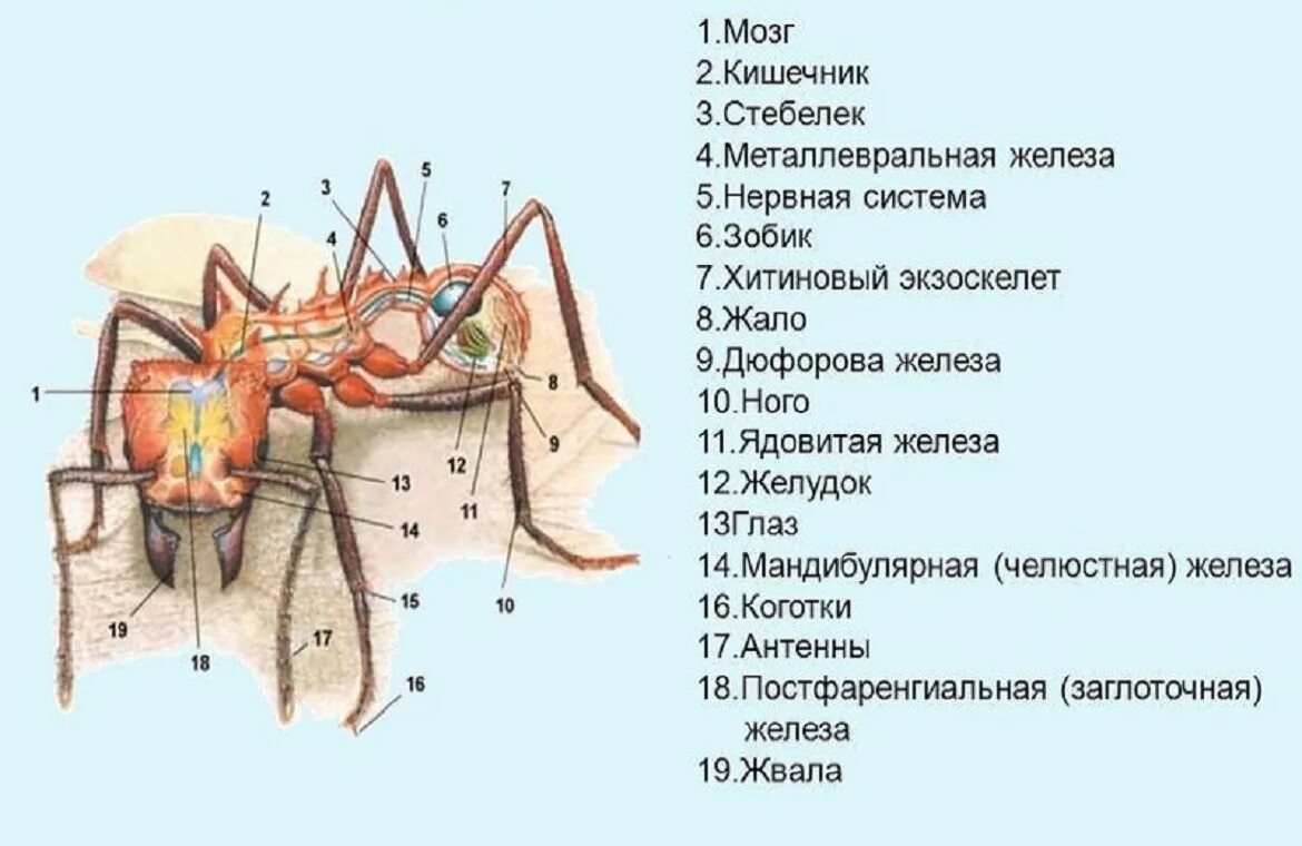 Внутреннее строение муравьев. Строение тела муравьев. Внутренне строение муравьев. Внутреннее строение муравья.