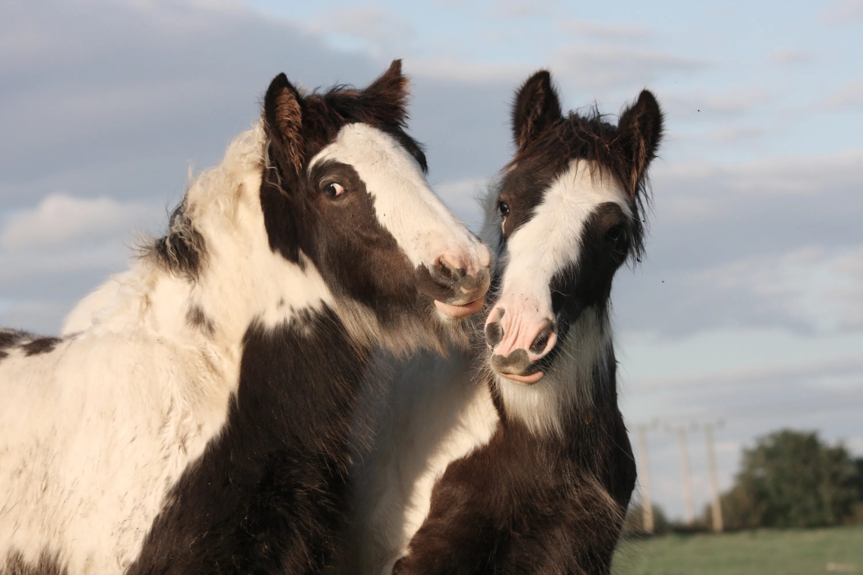 Пара лошадей. 2 Лошади. Две лошадки. Лошадь дурачится. Two horse