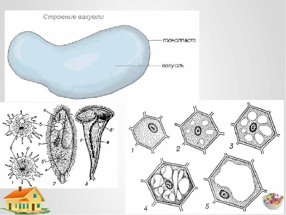 Крупная вакуоль растительной