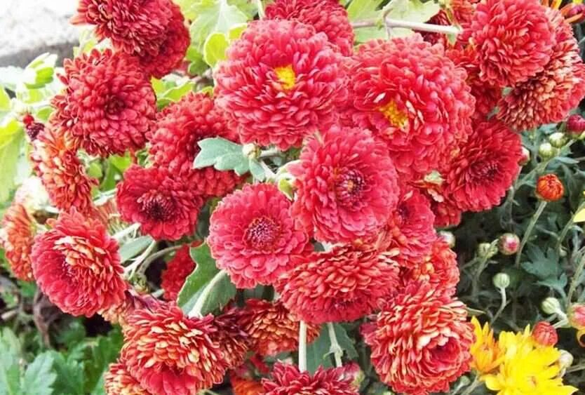 Хризантема резея. Хризантемы оранж андайз. Хризантема резея. Хризантема корейская рябинка. Хризантема майола.