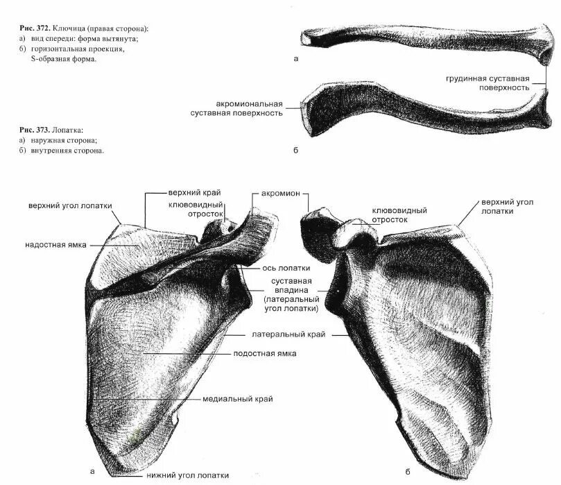 строение ключицы рисунок. кости ключицы анатомия. ключица строение анатомия на латыни. ключица анатомия медунивер. анатомическое строение лопатки и ключицы.